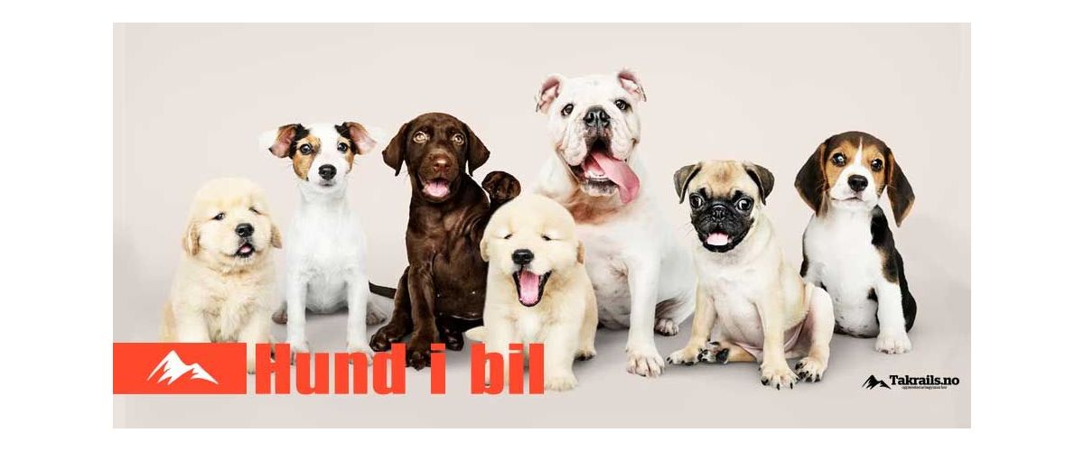 Slik trives hunden din best i bilen